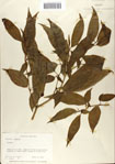 000066346-thumbnail.jpg