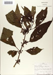 000066348-thumbnail.jpg