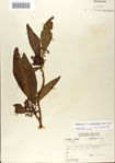 000066350-thumbnail.jpg