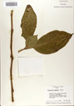 000066352-thumbnail.jpg