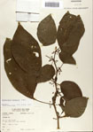 000066357-thumbnail.jpg
