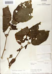 000066358-thumbnail.jpg