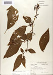 000066361-thumbnail.jpg