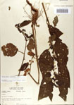 000066362-thumbnail.jpg