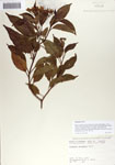 000066587-thumbnail.jpg