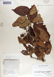000066588-thumbnail.jpg