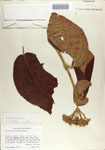 000066589-thumbnail.jpg