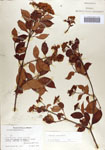 000066590-thumbnail.jpg