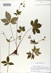 000066993-thumbnail.jpg