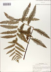 000067030-thumbnail.jpg