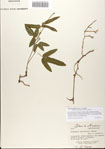 000067886-thumbnail.jpg