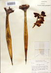 000068650-thumbnail.jpg