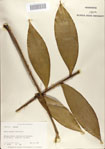 000068677-thumbnail.jpg