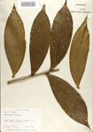 000068678-thumbnail.jpg