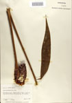 000068683-thumbnail.jpg