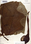 000070727-thumbnail.jpg