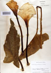 000070728-thumbnail.jpg