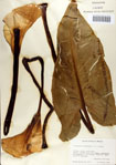 000070729-thumbnail.jpg