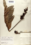 000072811-thumbnail.jpg