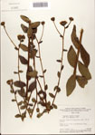 000076347-thumbnail.jpg
