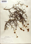 000076348-thumbnail.jpg