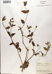 000076350-thumbnail.jpg