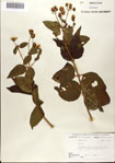 000076351-thumbnail.jpg