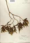 000076355-thumbnail.jpg