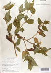 000076356-thumbnail.jpg