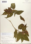 000076361-thumbnail.jpg
