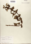 000076363-thumbnail.jpg