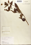 000076368-thumbnail.jpg