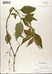 000076370-thumbnail.jpg
