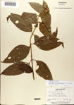 000076373-thumbnail.jpg