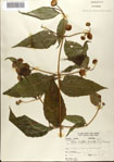000076374-thumbnail.jpg