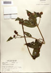 000076376-thumbnail.jpg