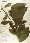 000076377-thumbnail.jpg