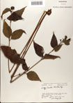000076379-thumbnail.jpg