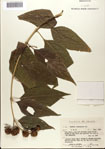 000076380-thumbnail.jpg