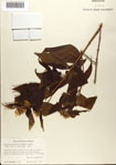 000076385-thumbnail.jpg