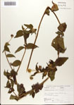 000076392-thumbnail.jpg
