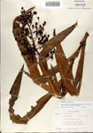000076845-thumbnail.jpg