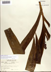 000076849-thumbnail.jpg