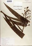 000076852-thumbnail.jpg