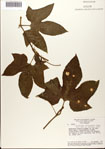 000077189-thumbnail.jpg