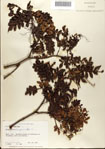 000077196-thumbnail.jpg