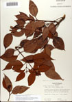 000078457-thumbnail.jpg