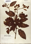000078460-thumbnail.jpg