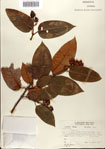 000078464-thumbnail.jpg