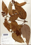 000078466-thumbnail.jpg